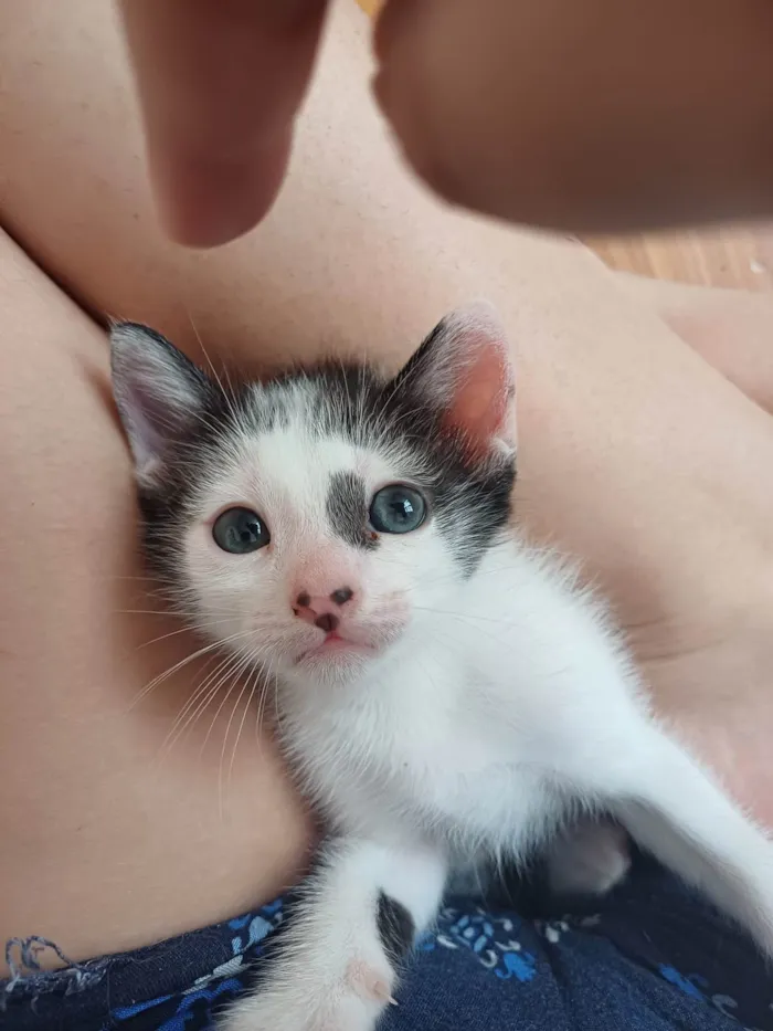 Gato ra a Srd idade 2 a 6 meses nome Enzo