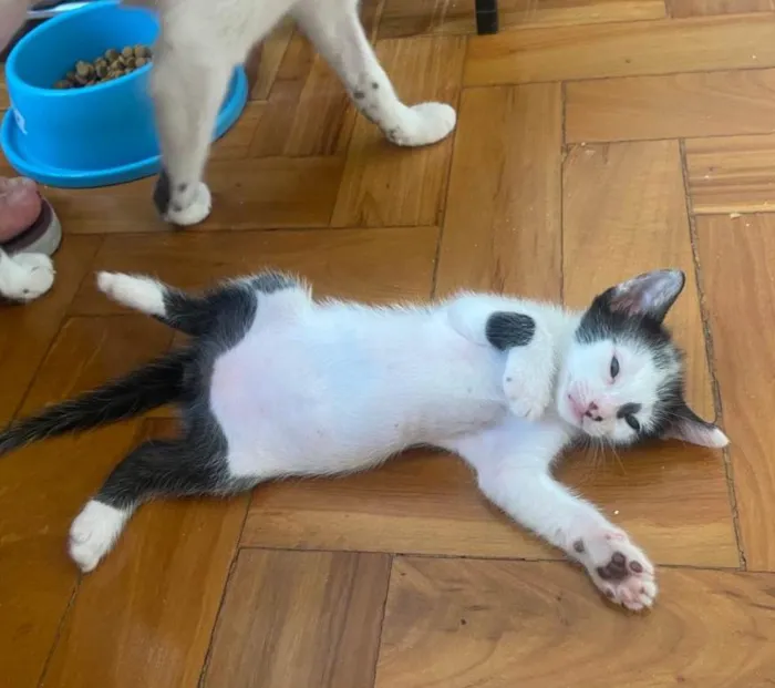 Gato ra a Srd idade 2 a 6 meses nome Enzo