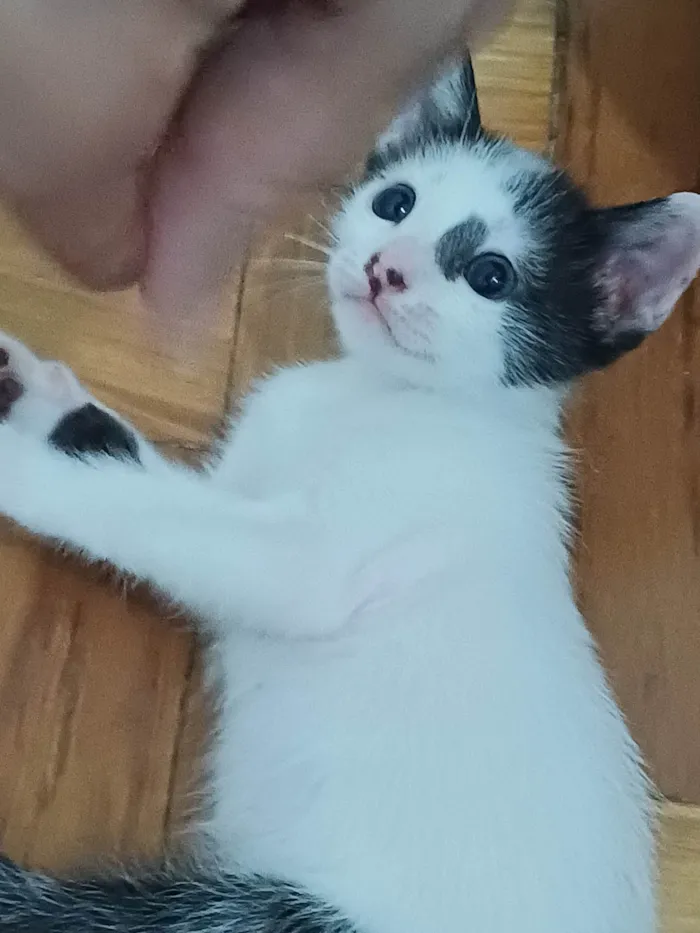Gato ra a Srd idade 2 a 6 meses nome Enzo