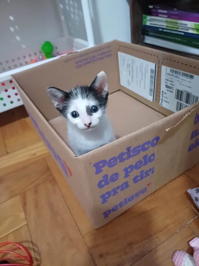 Gato ra a Srd idade 2 a 6 meses nome Enzo