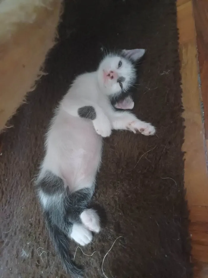 Gato ra a Srd idade 2 a 6 meses nome Enzo