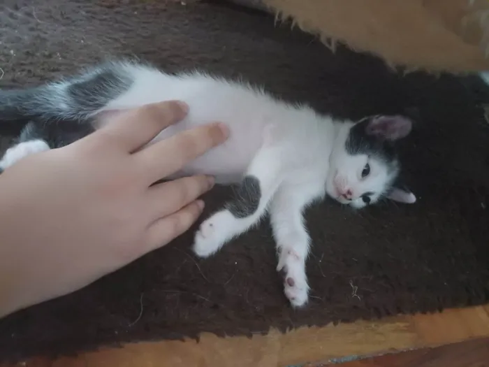 Gato ra a Srd idade 2 a 6 meses nome Enzo