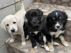 Cachorro raça SRD-ViraLata idade Abaixo de 2 meses nome Sem nome 