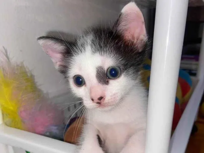 Gato ra a Srd idade 2 a 6 meses nome Enzo