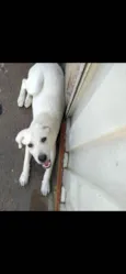 Marley