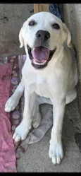 Marley
