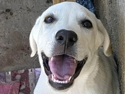 Cachorro raça Labrador  idade 7 a 11 meses nome Marley