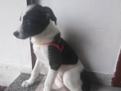 Cachorro raça SRD-ViraLata idade 2 a 6 meses nome Tina 