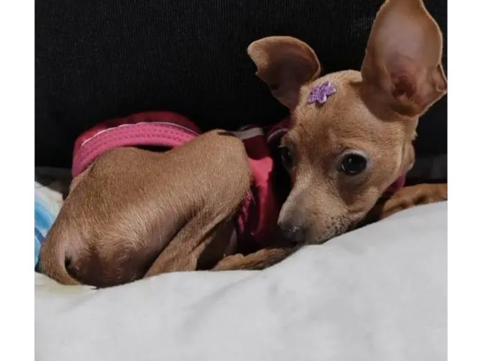 Cachorro ra a Pinscher idade Abaixo de 2 meses nome Lisa