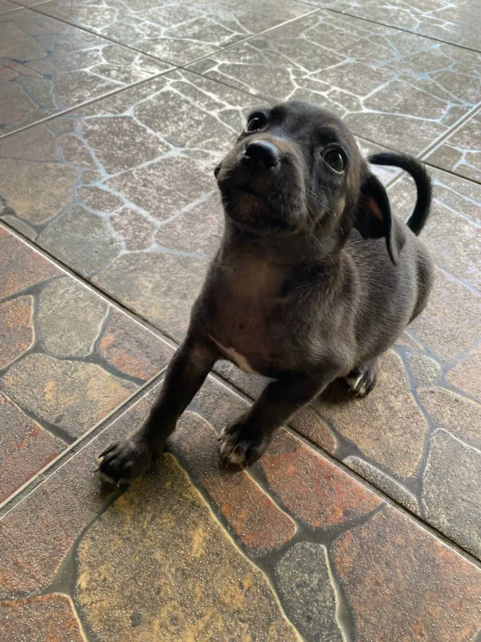 Cachorro ra a SRD-ViraLata idade Abaixo de 2 meses nome Sem nome