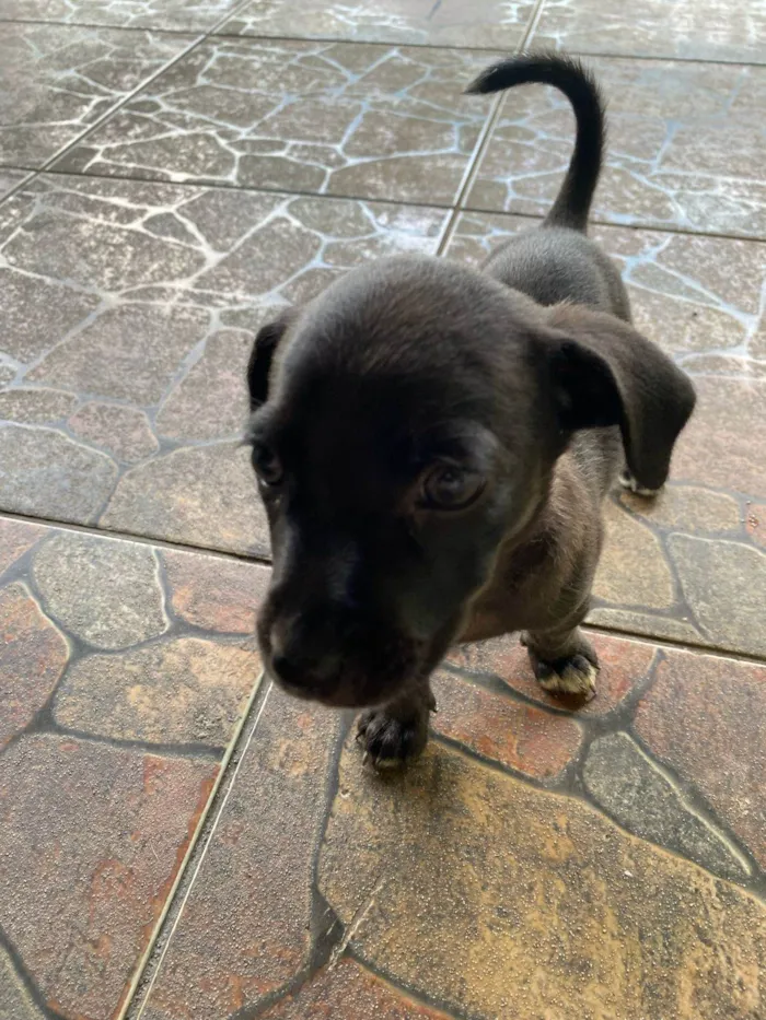 Cachorro ra a SRD-ViraLata idade Abaixo de 2 meses nome Sem nome
