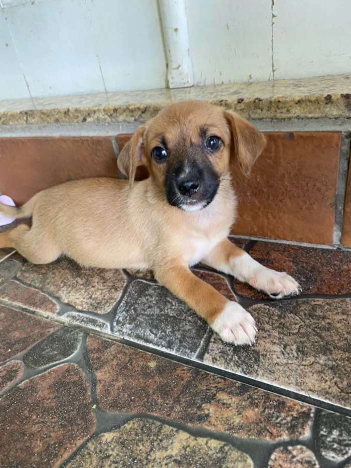 Cachorro ra a SRD-ViraLata idade Abaixo de 2 meses nome Sem nome