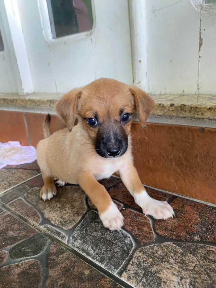 Cachorro ra a SRD-ViraLata idade Abaixo de 2 meses nome Sem nome