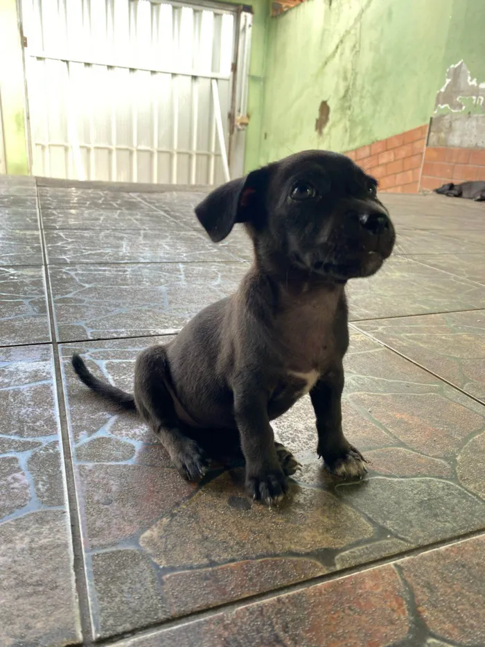 Cachorro ra a SRD-ViraLata idade Abaixo de 2 meses nome Sem nome