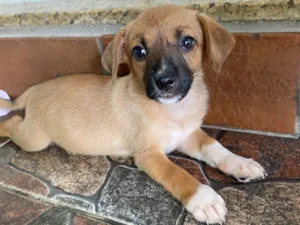 Cachorro raça SRD-ViraLata idade Abaixo de 2 meses nome Sem nome