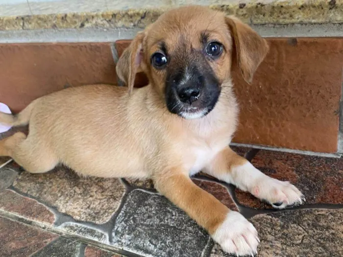 Cachorro ra a SRD-ViraLata idade Abaixo de 2 meses nome Sem nome