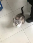 Oliver bb bonzinho