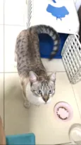 Oliver bb bonzinho