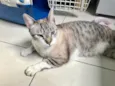 Oliver bb bonzinho