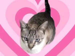 Gato raça SRD-ViraLata idade 7 a 11 meses nome Oliver bb bonzinho 