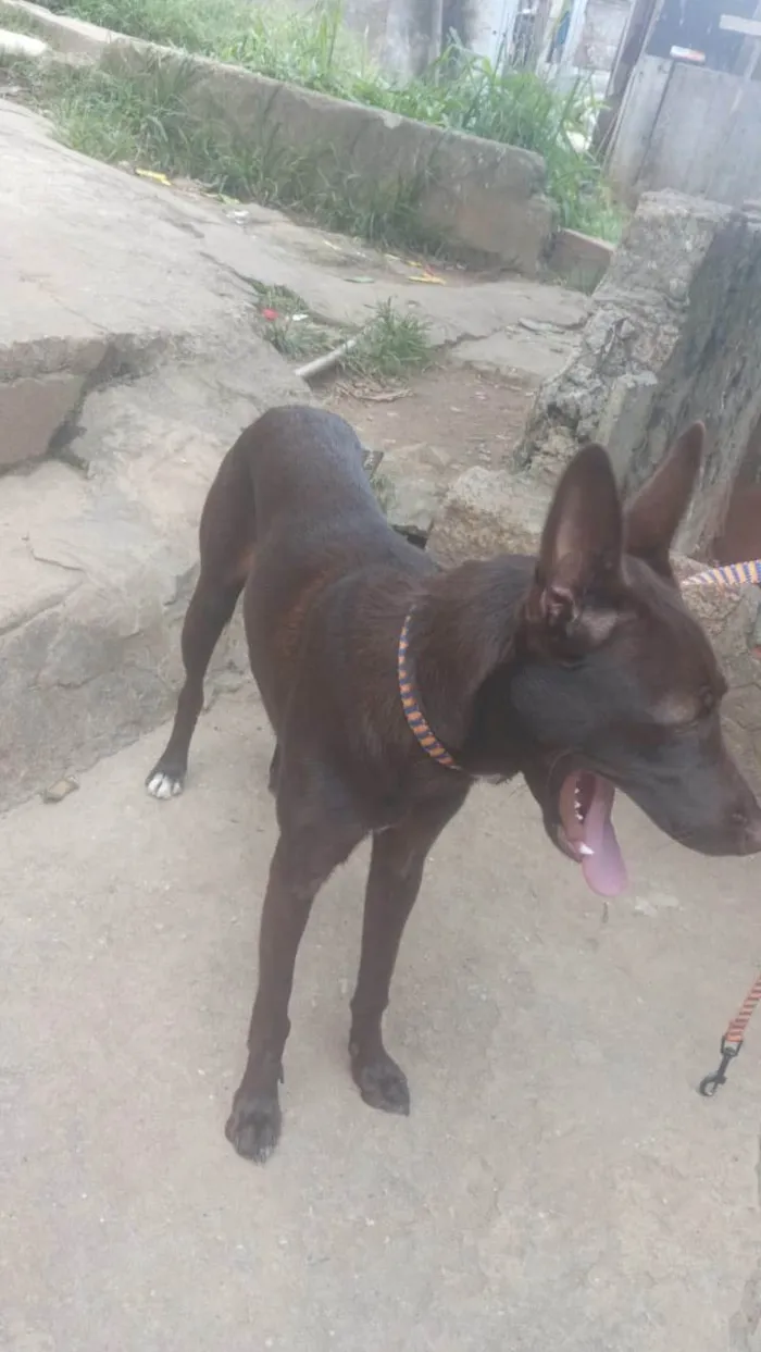 Cachorro ra a SRD-ViraLata idade 2 a 6 meses nome Mel 6meses lindíssima 