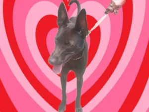 Cachorro raça SRD-ViraLata idade 2 a 6 meses nome Mel 6meses lindíssima 