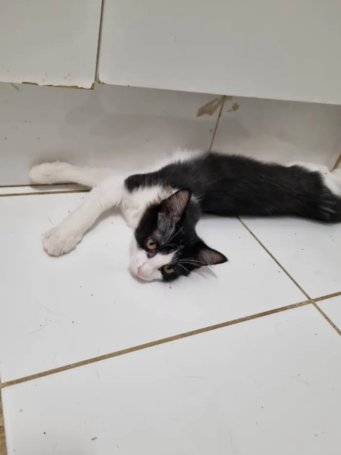 Gato ra a SRD-ViraLata idade 2 a 6 meses nome Benzinho