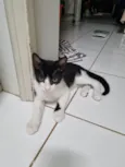 Benzinho
