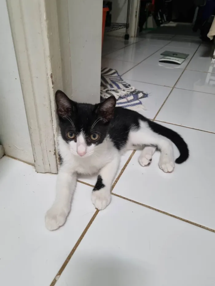 Gato ra a SRD-ViraLata idade 2 a 6 meses nome Benzinho
