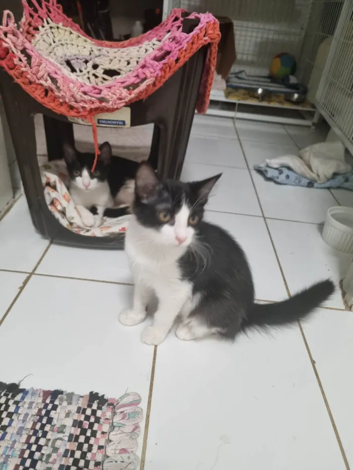 Gato ra a SRD-ViraLata idade 2 a 6 meses nome Lindinha