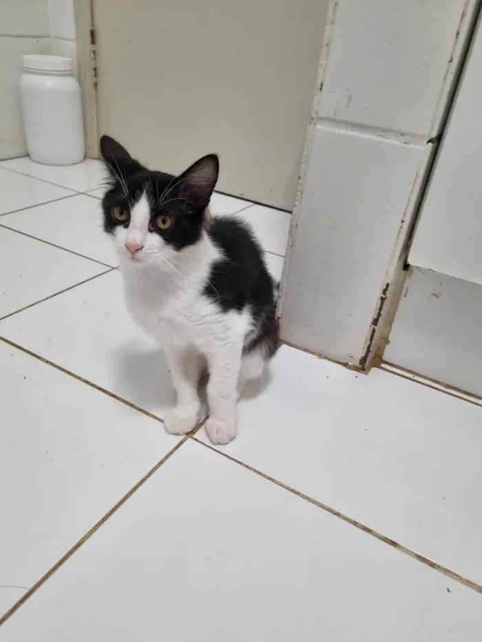 Gato ra a SRD-ViraLata idade 2 a 6 meses nome Lindinha
