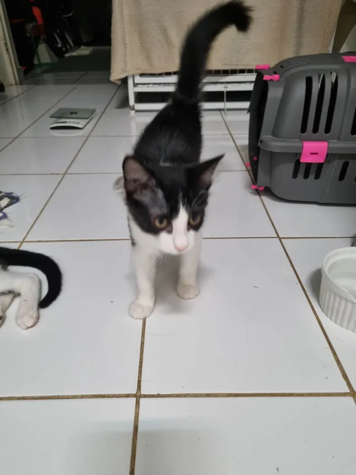 Gato ra a SRD-ViraLata idade 2 a 6 meses nome Lindinha