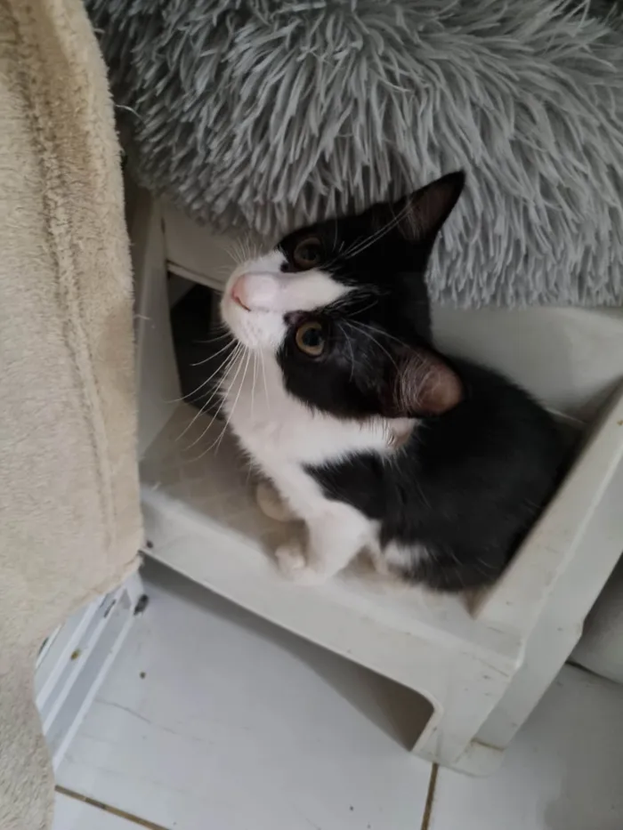 Gato ra a SRD-ViraLata idade 2 a 6 meses nome Lindinha