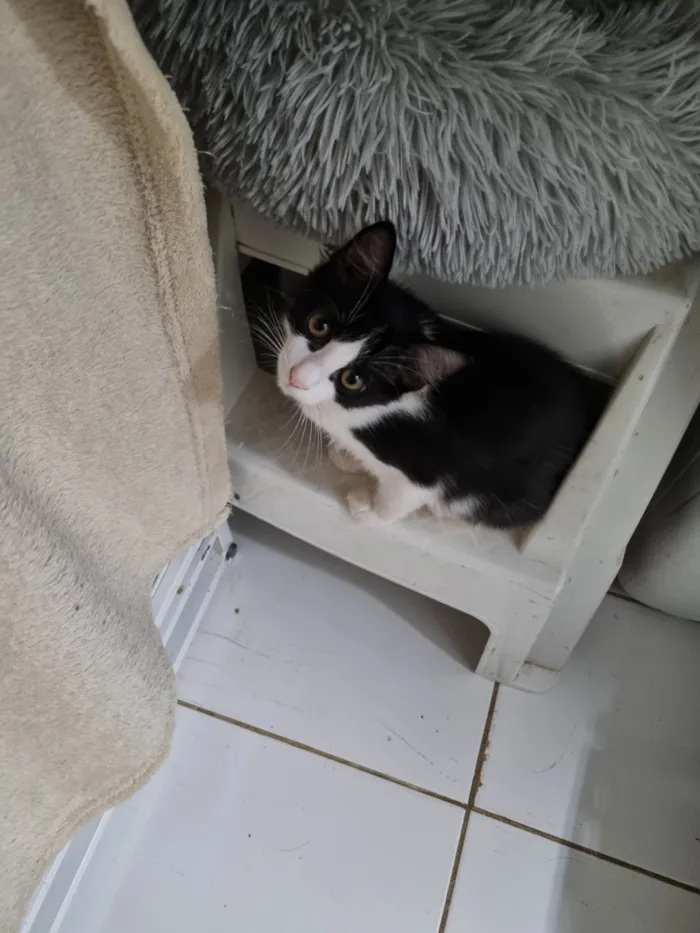 Gato ra a SRD-ViraLata idade 2 a 6 meses nome Lindinha