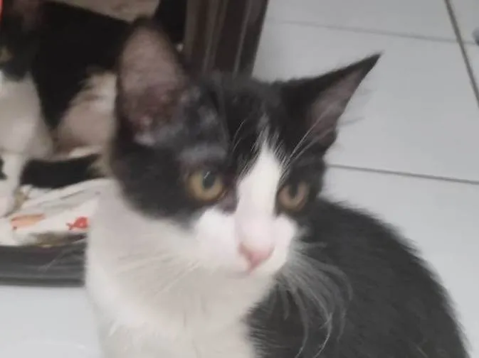Gato ra a SRD-ViraLata idade 2 a 6 meses nome Lindinha