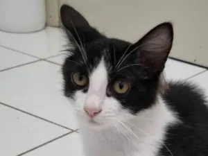 Gato raça SRD-ViraLata idade 2 a 6 meses nome Lindinha