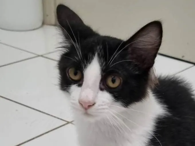 Gato ra a SRD-ViraLata idade 2 a 6 meses nome Lindinha