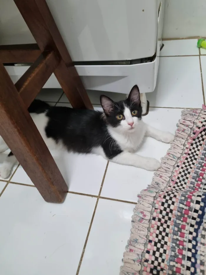 Gato ra a SRD-ViraLata idade 2 a 6 meses nome Irmãos frajola