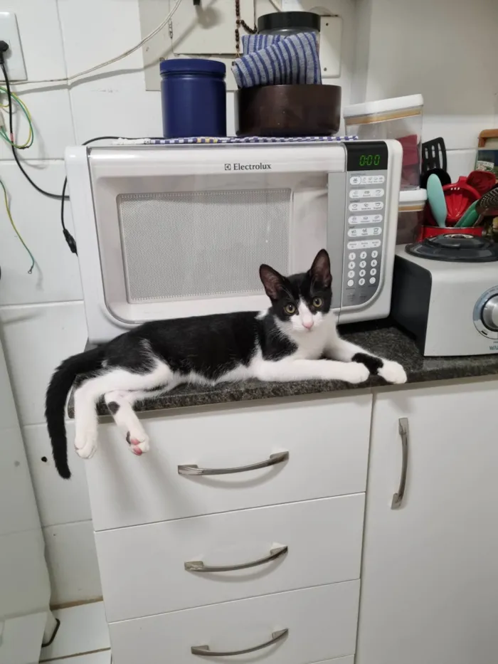 Gato ra a SRD-ViraLata idade 2 a 6 meses nome Irmãos frajola
