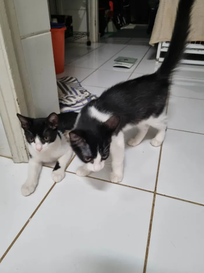 Gato ra a SRD-ViraLata idade 2 a 6 meses nome Irmãos frajola