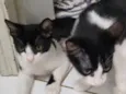 Irmãos frajola