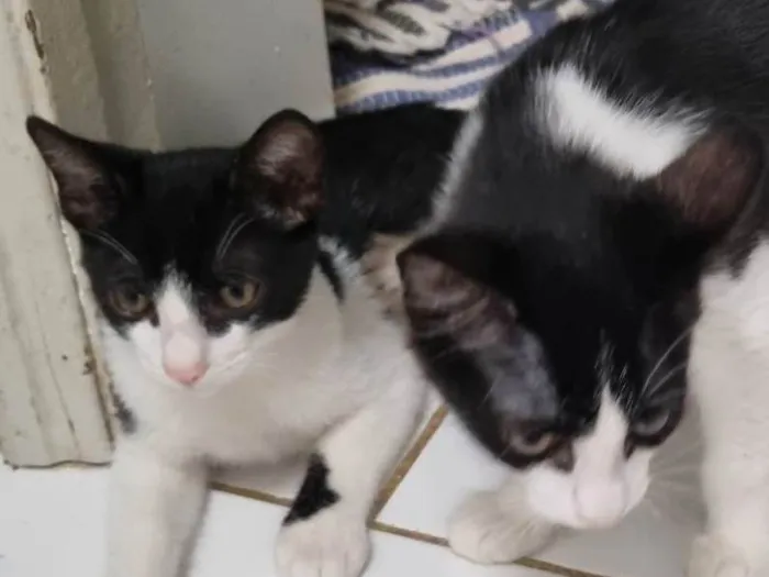 Gato ra a SRD-ViraLata idade 2 a 6 meses nome Irmãos frajola
