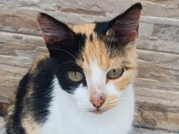 Gato ra a SRD-ViraLata idade 1 ano nome Tricolor de Planaltina