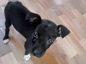 Cachorro raça SRD-ViraLata idade 2 a 6 meses nome Paris bb3meses porte P
