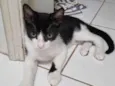 Benzinho