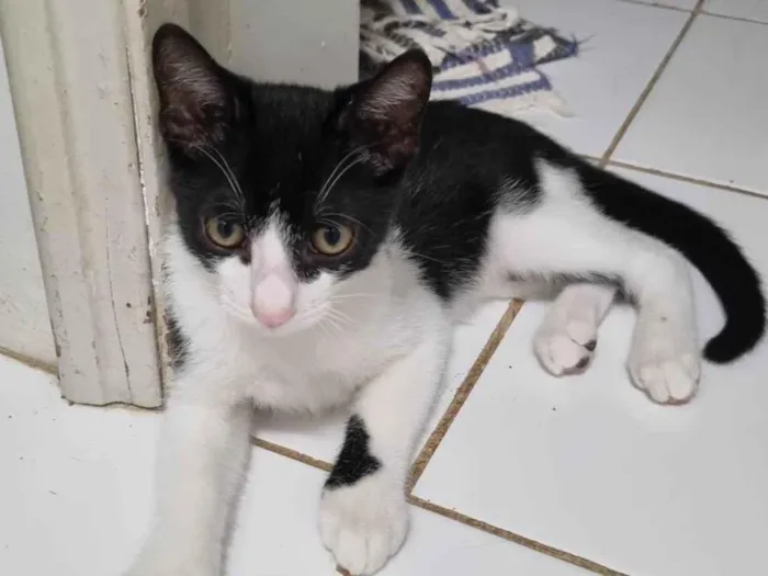 Gato ra a SRD-ViraLata idade 2 a 6 meses nome Benzinho