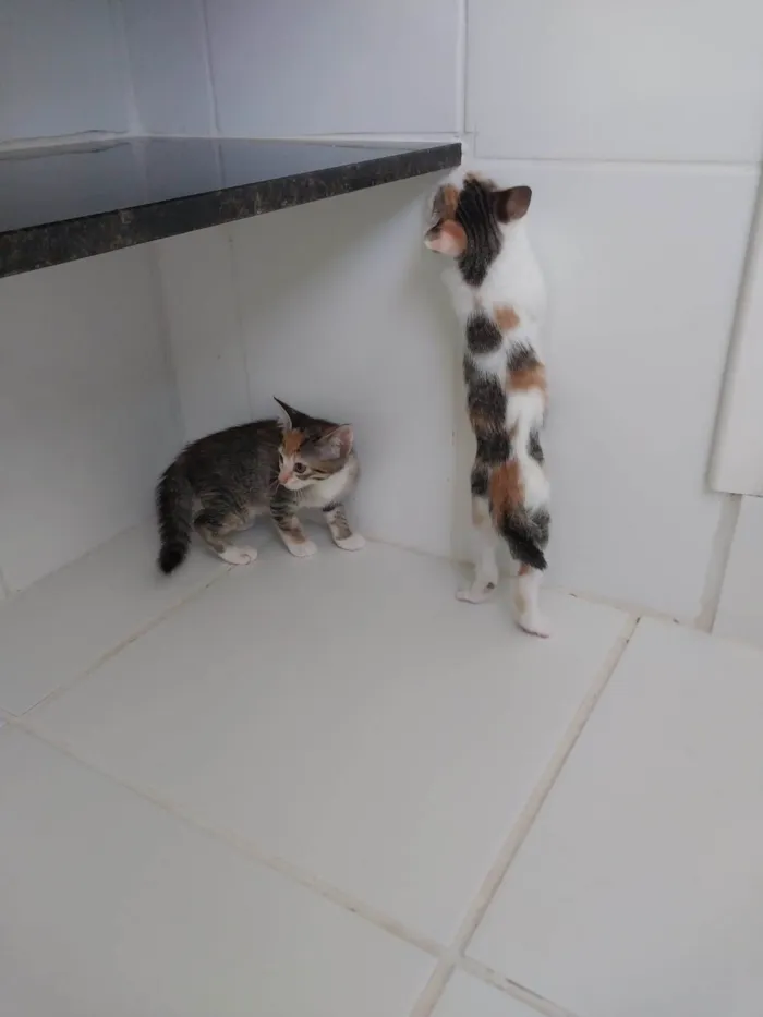 Gato ra a SRD-ViraLata idade 2 a 6 meses nome Bebes