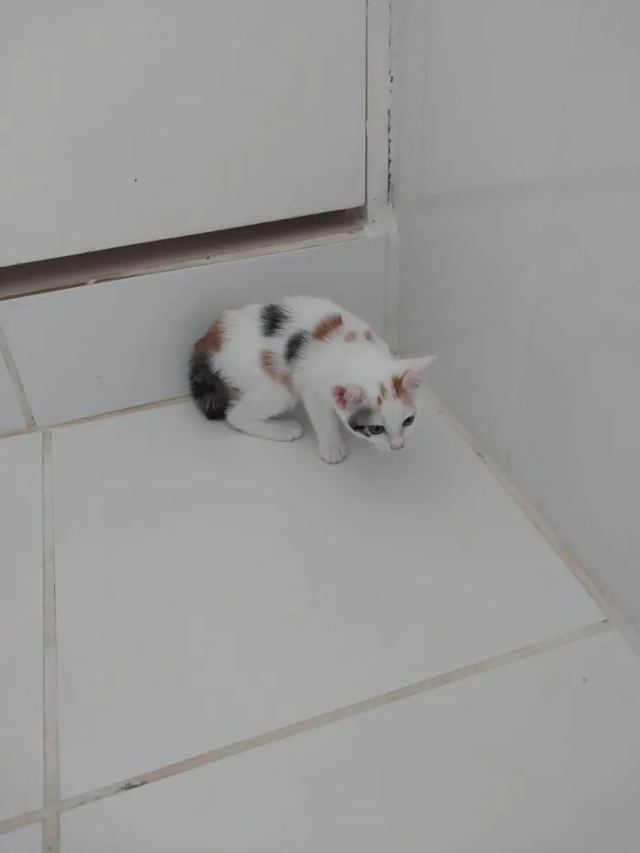 Gato ra a SRD-ViraLata idade 2 a 6 meses nome Bebes