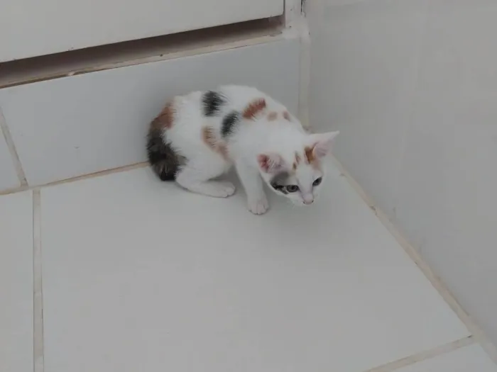 Gato ra a SRD-ViraLata idade 2 a 6 meses nome Bebes