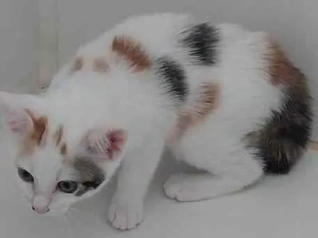 Gato ra a SRD-ViraLata idade 2 a 6 meses nome Bebes